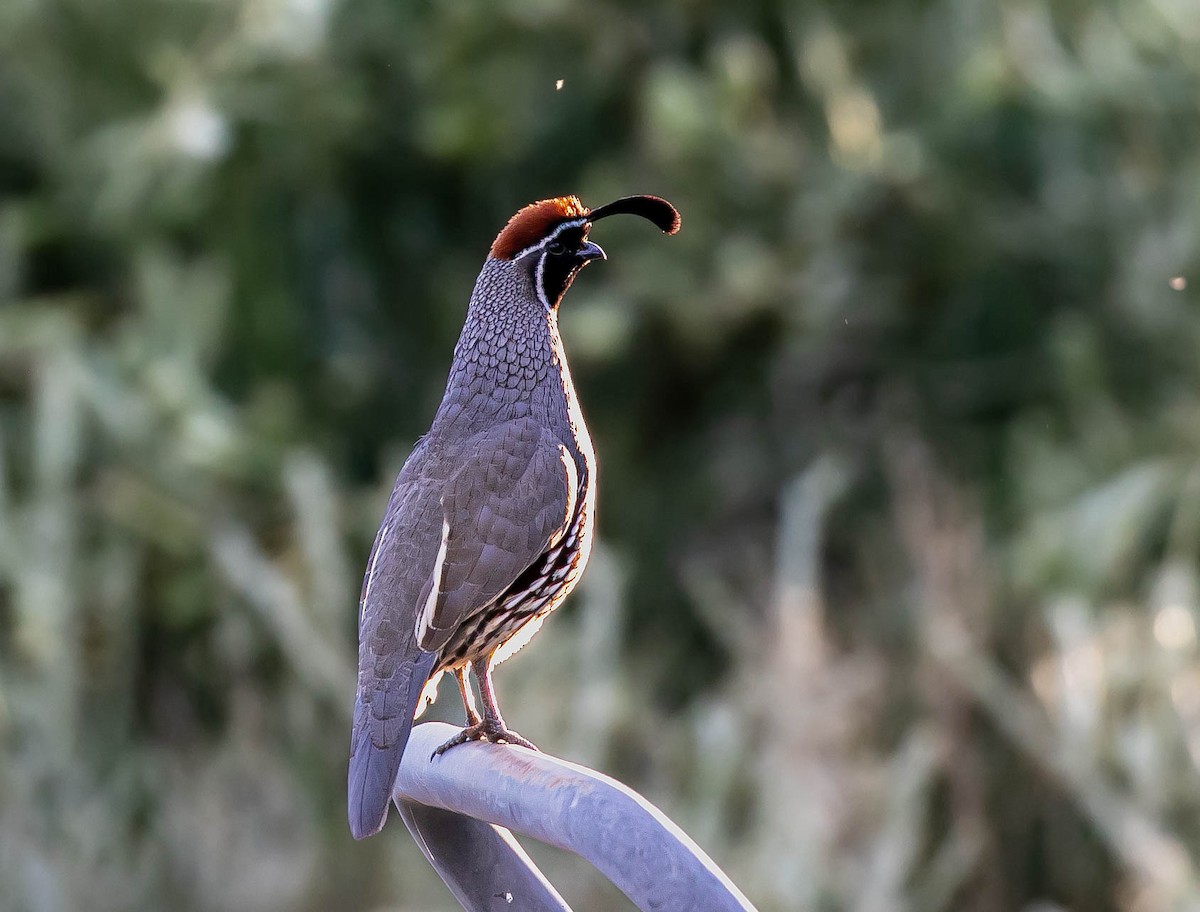 Gambel's Quail - ML643736683