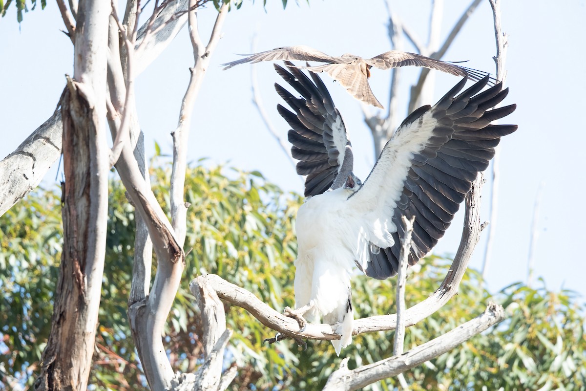 White-bellied Sea-Eagle - ML643736684