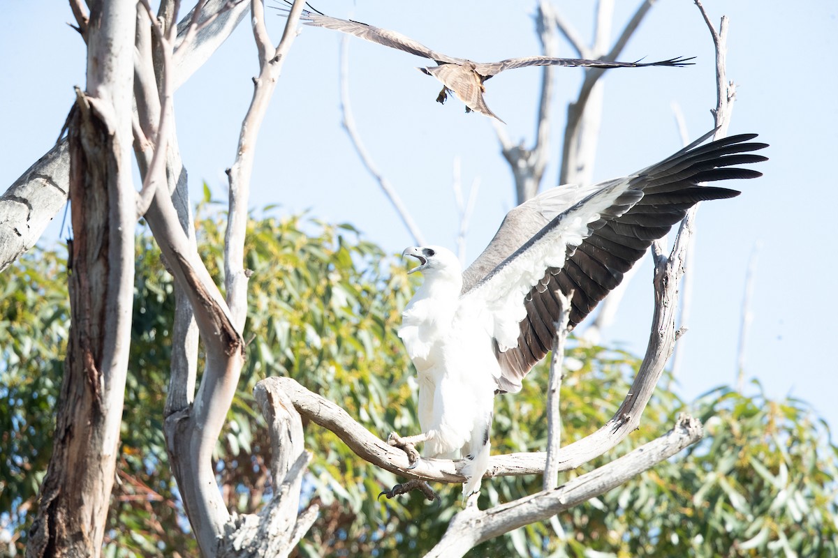 White-bellied Sea-Eagle - ML643736685