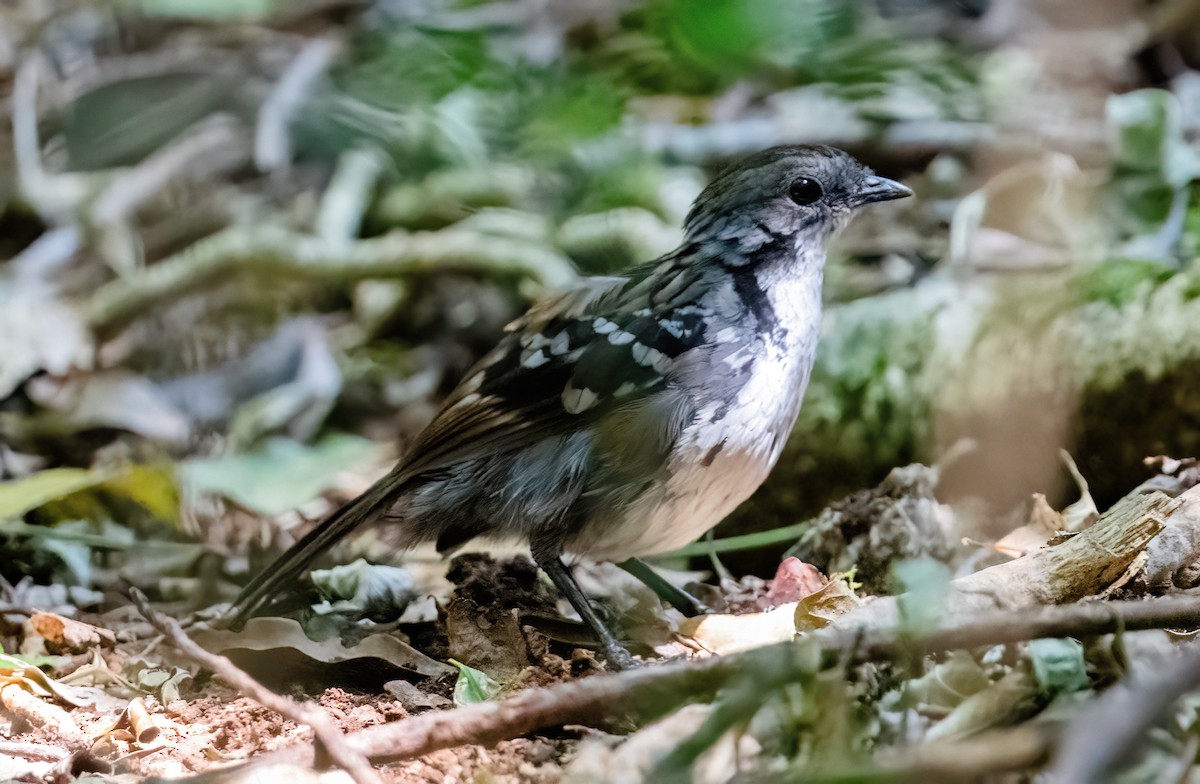 Australian Logrunner - ML643736686