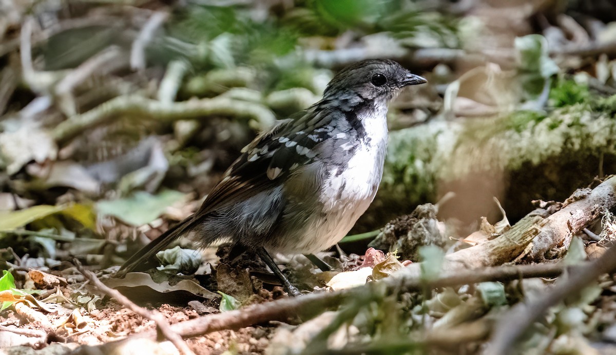 Australian Logrunner - ML643736687