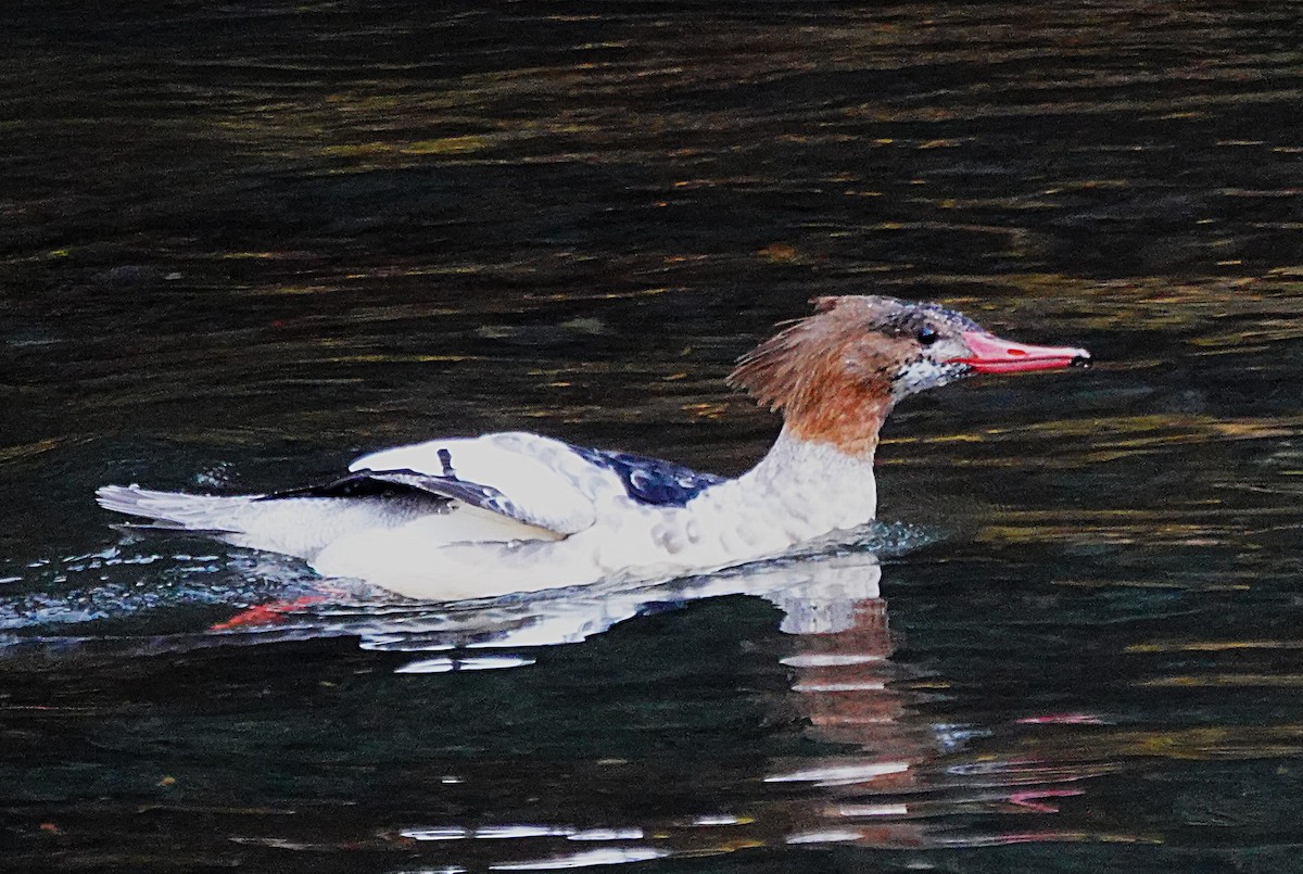 Common Merganser - ML643736688