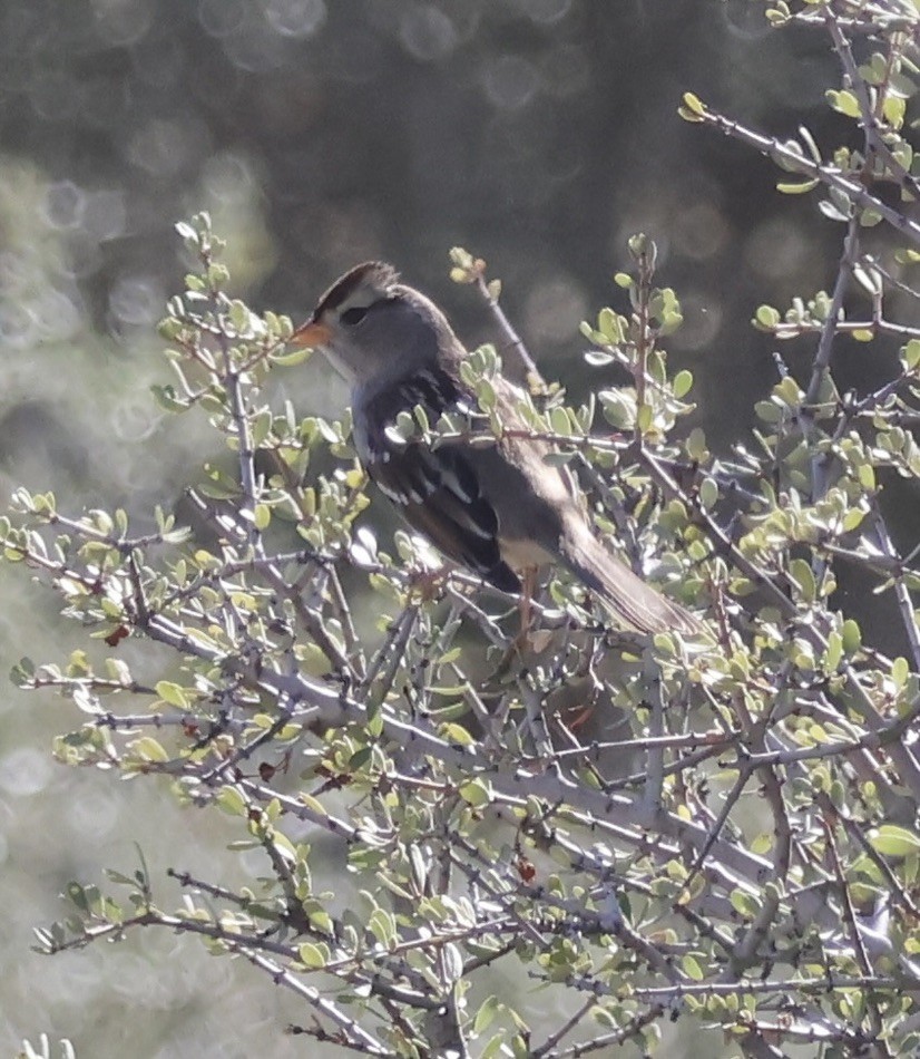 White-crowned Sparrow - ML643736689