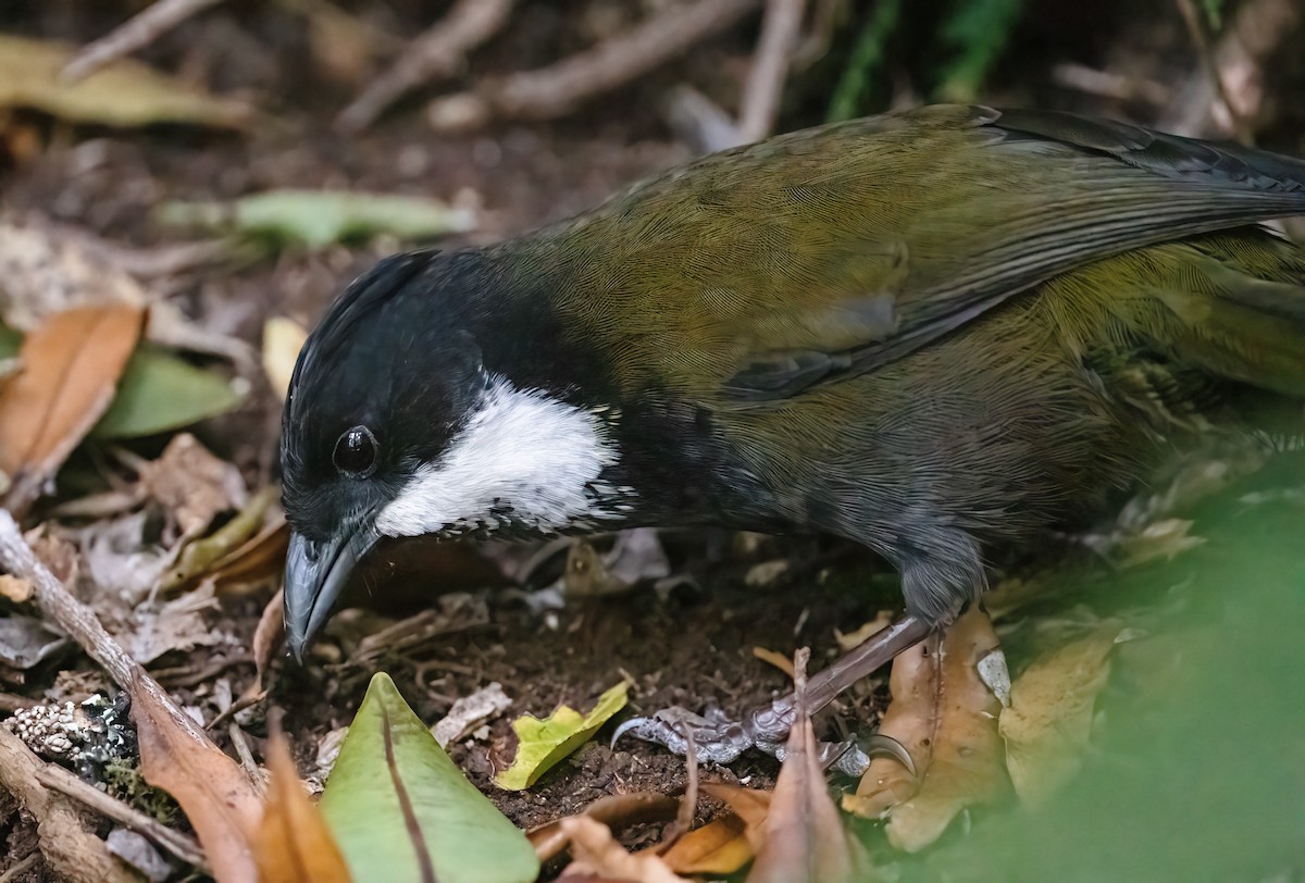 Eastern Whipbird - ML643736690