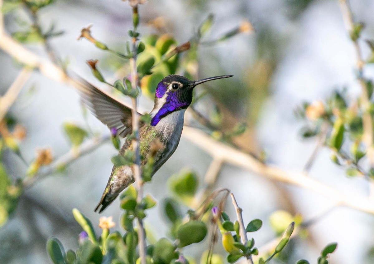 Costa's Hummingbird - ML643736692