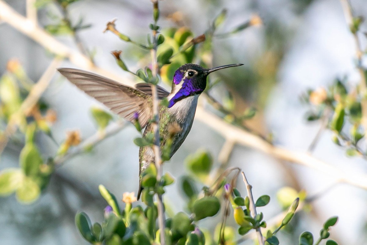 Costa's Hummingbird - ML643736693