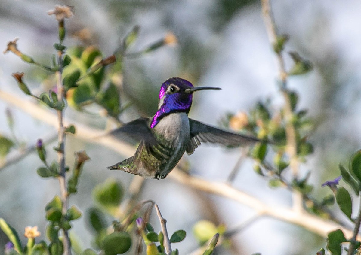Costa's Hummingbird - ML643736694