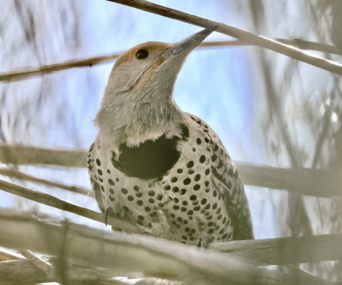 Northern Flicker (Red-shafted) - ML643736696
