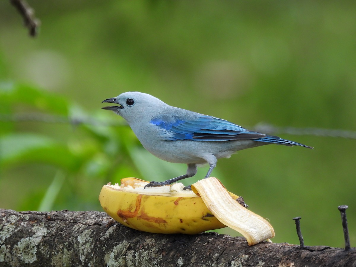 Blue-gray Tanager - ML643736699