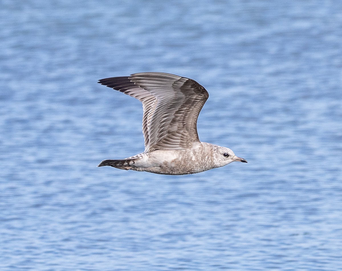 Short-billed Gull - ML643736700