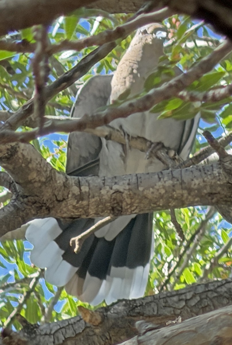 White-winged Dove - ML643736717