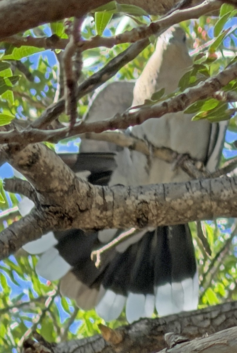 White-winged Dove - ML643736722