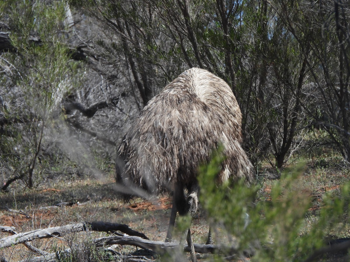 Émeu d'Australie - ML643736731