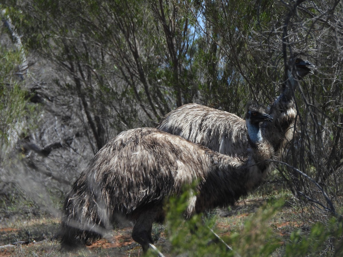 Émeu d'Australie - ML643736732