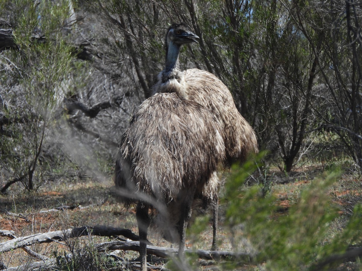 Émeu d'Australie - ML643736733