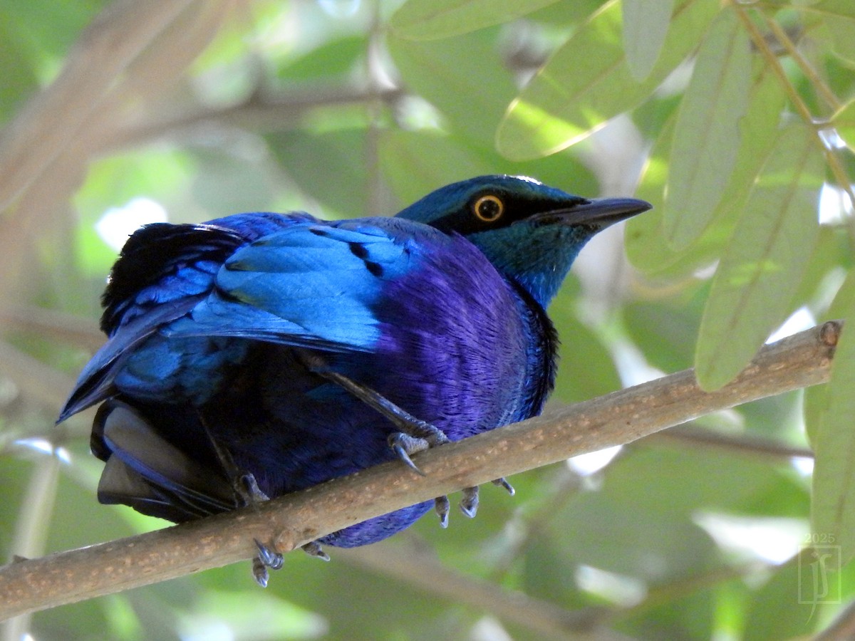 Lesser Blue-eared Starling - ML643736737