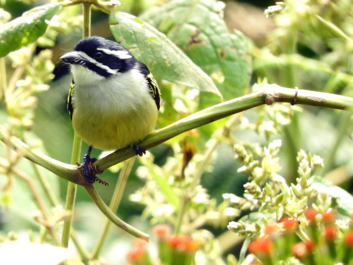 Yellow-rumped Tinkerbird - ML643736739
