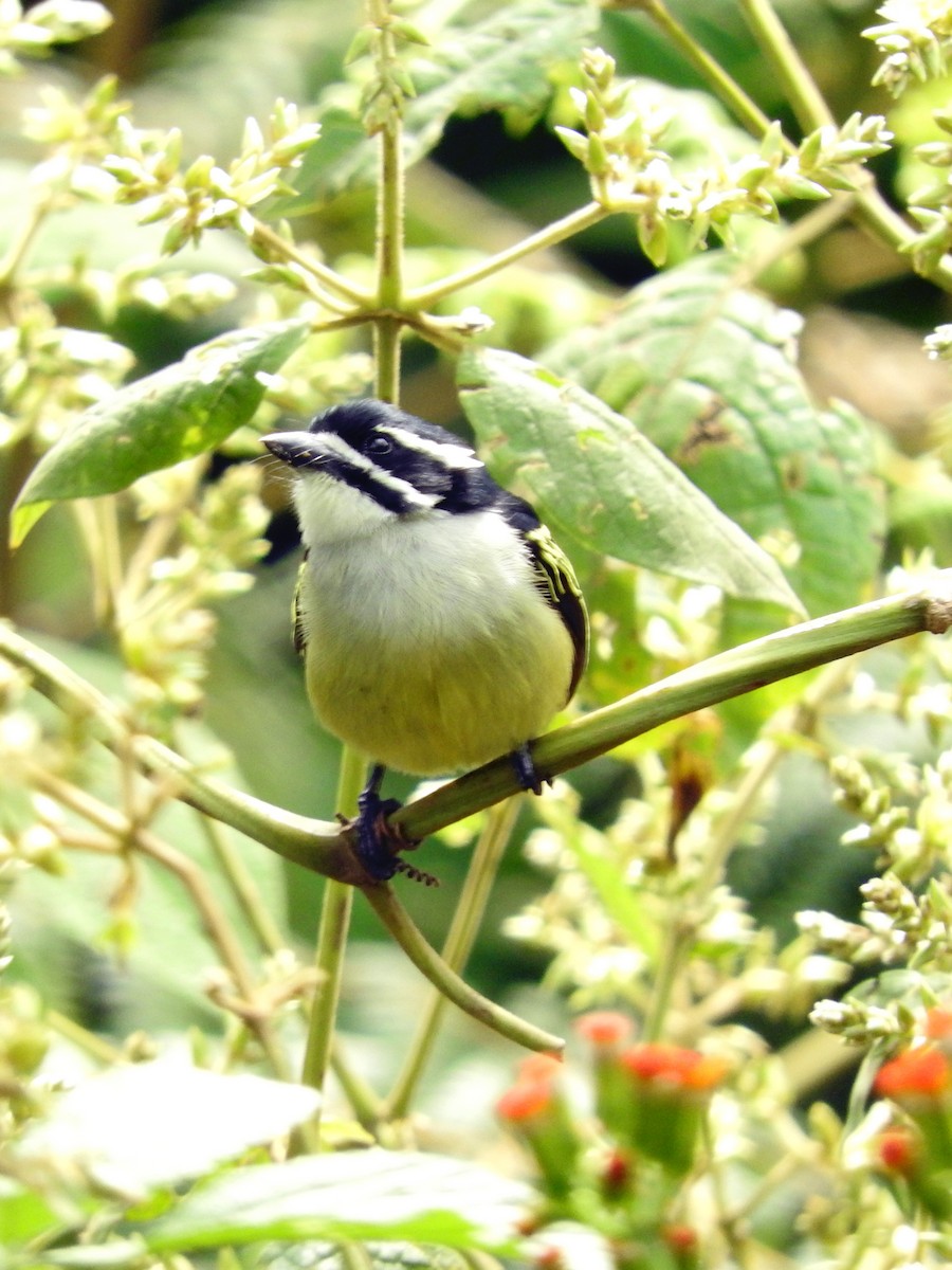 Yellow-rumped Tinkerbird - ML643736740