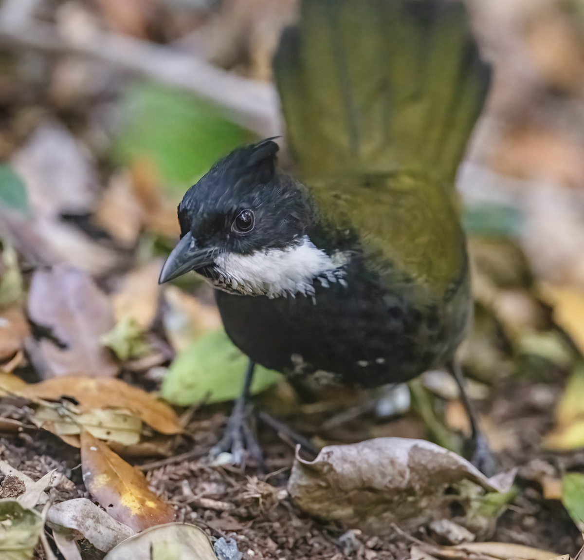 Eastern Whipbird - ML643736741