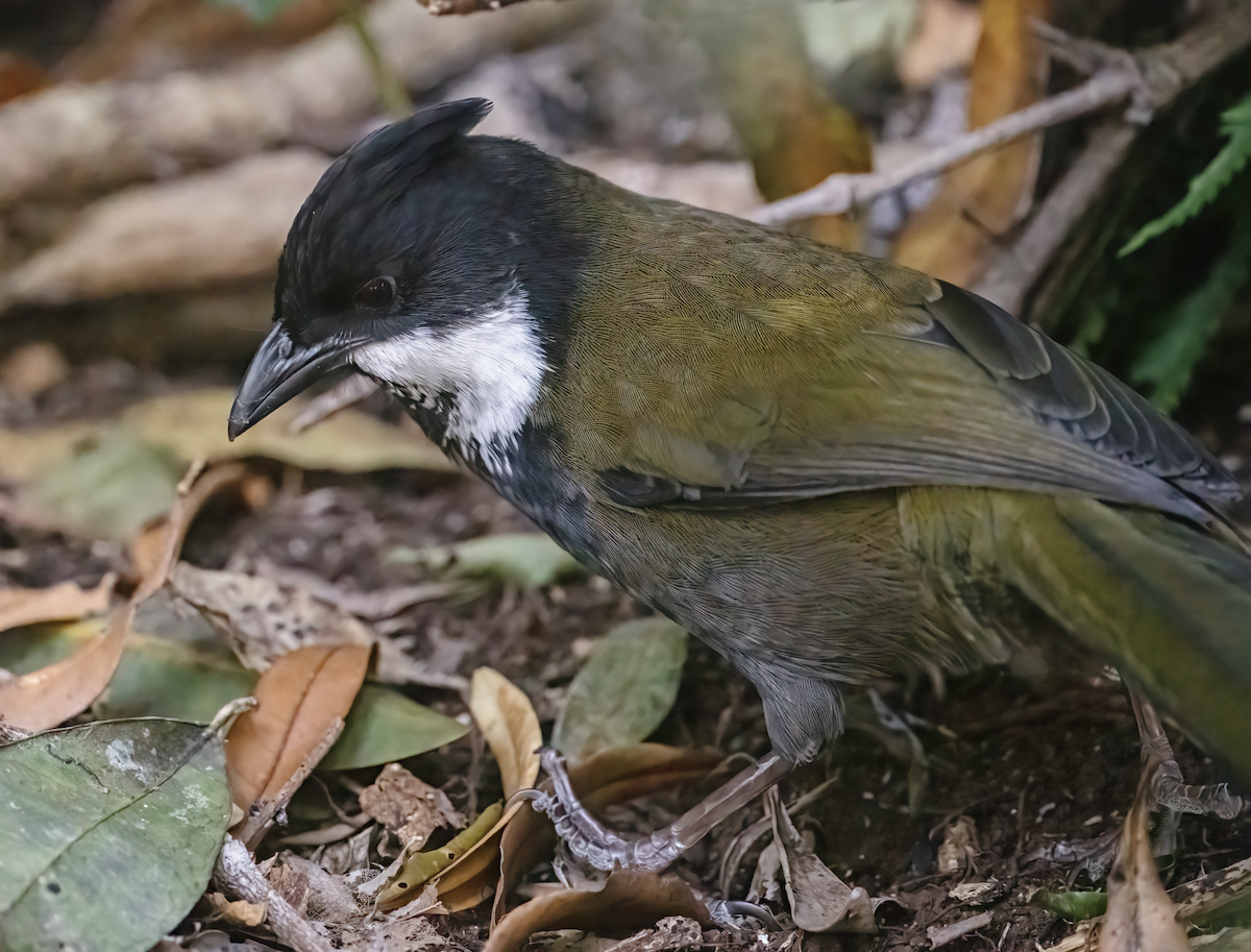 Eastern Whipbird - ML643736742