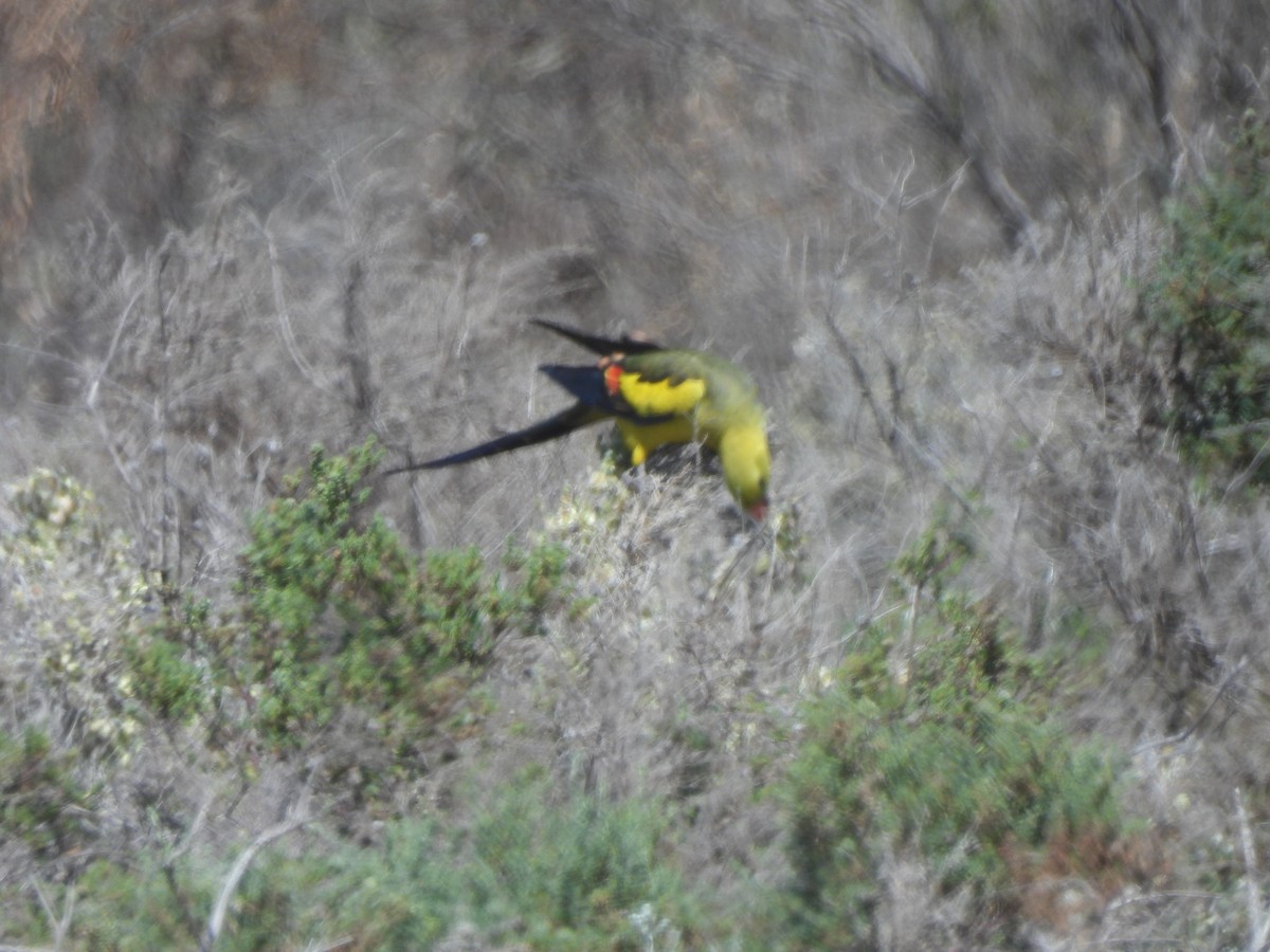Regent Parrot - ML643736744