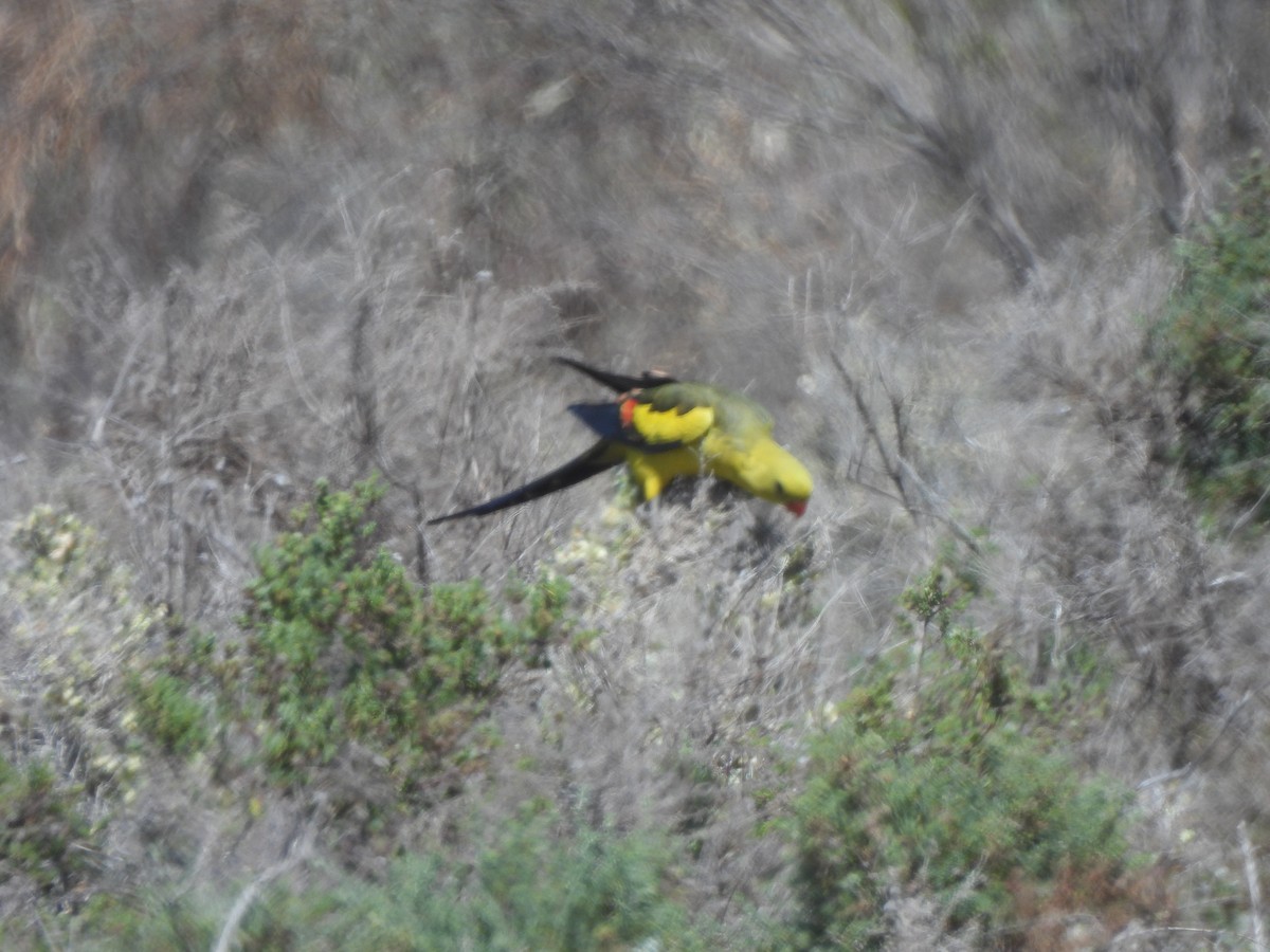 Regent Parrot - ML643736745