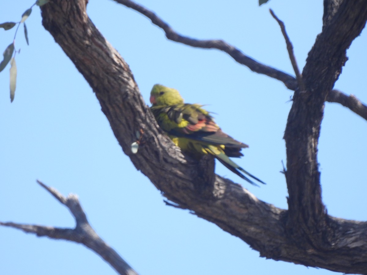 Regent Parrot - ML643736746