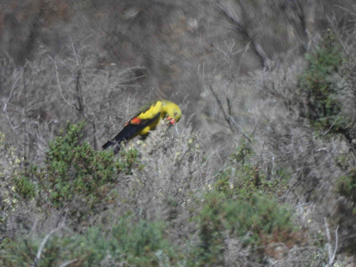 Regent Parrot - ML643736748
