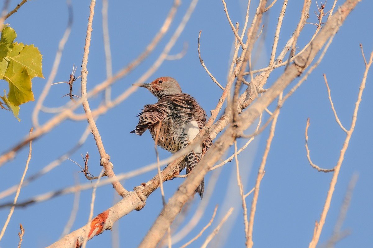 Northern Flicker - ML643736751