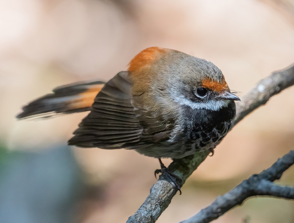 Australian Rufous Fantail - ML643736752