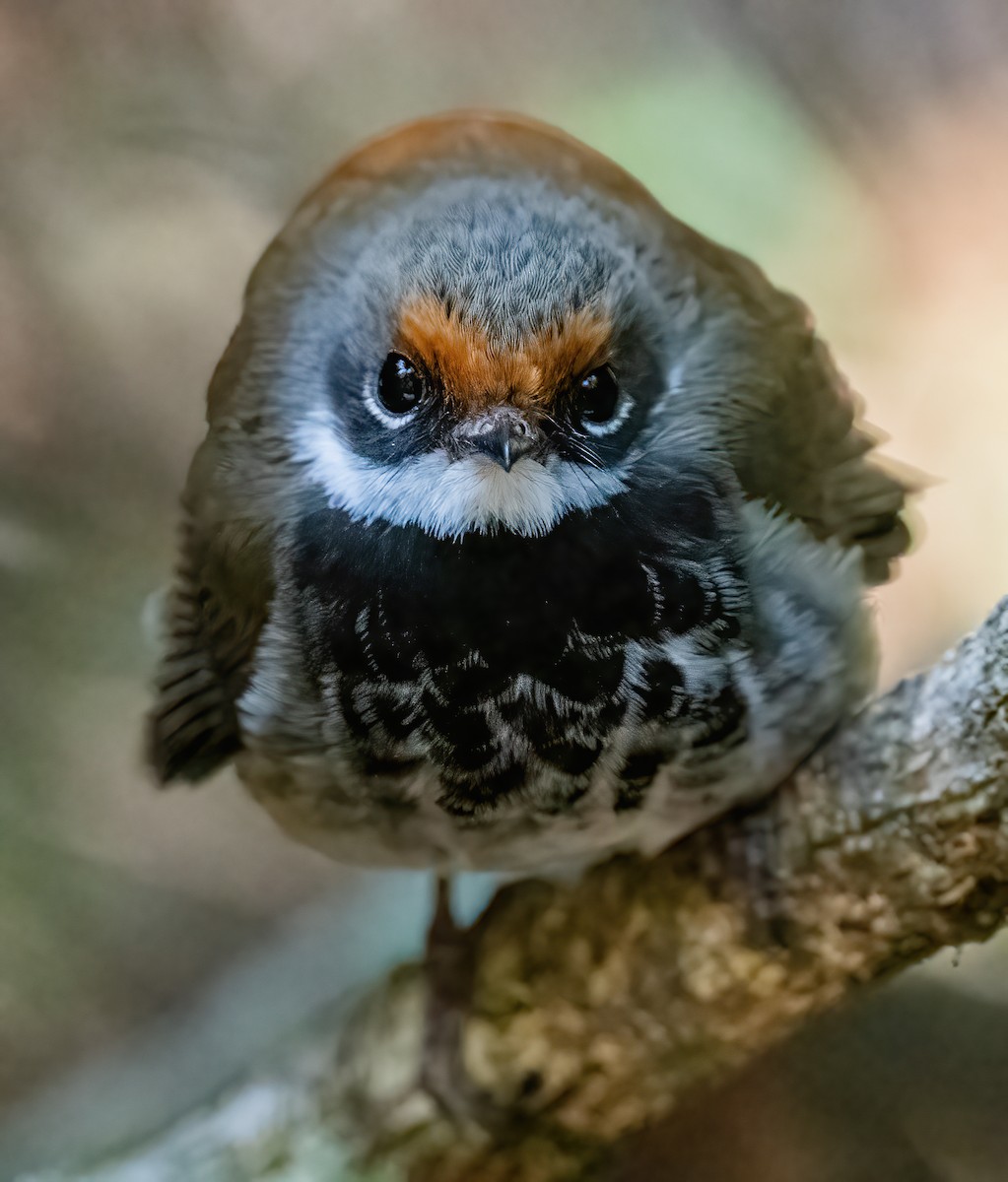 Australian Rufous Fantail - ML643736753