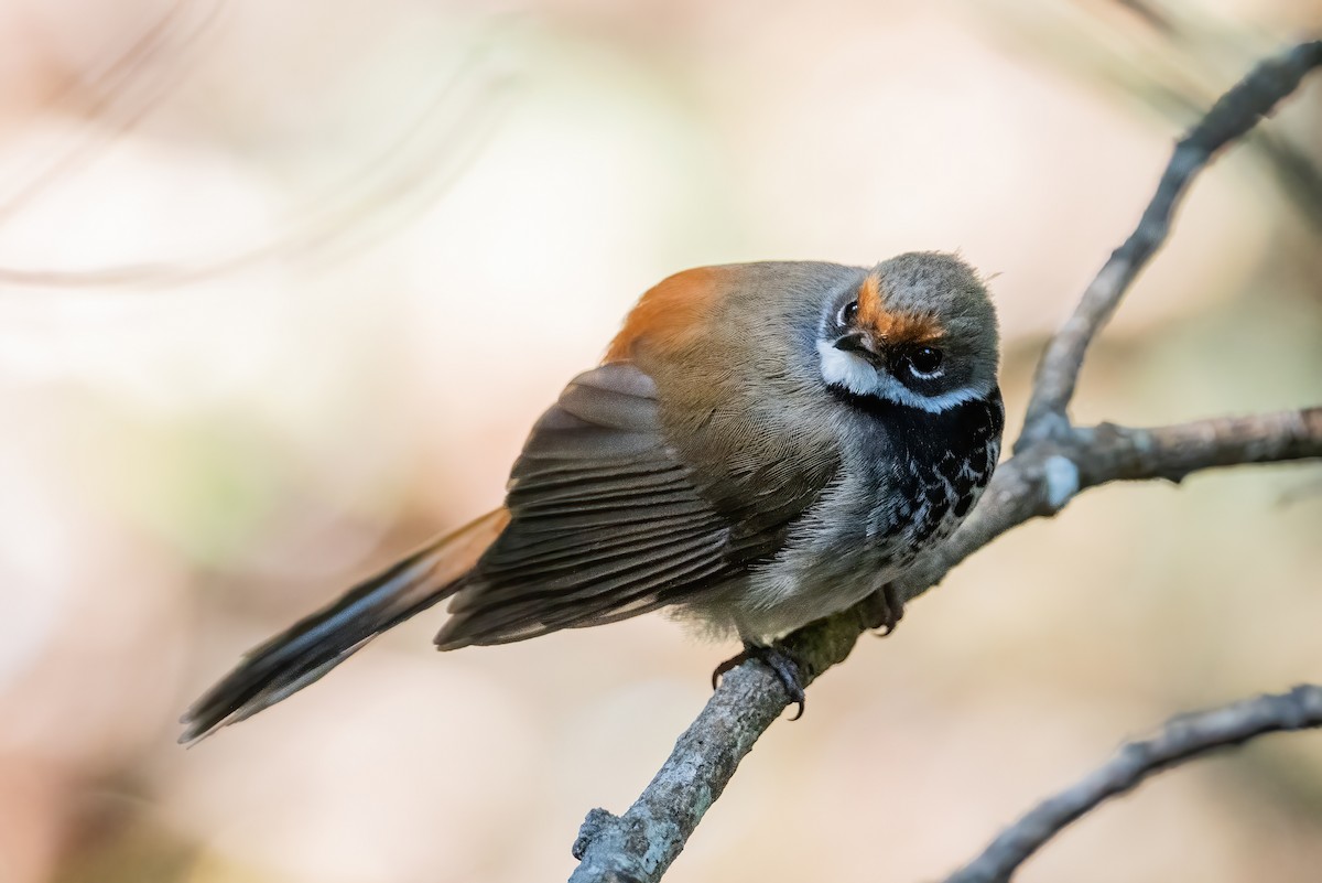 Australian Rufous Fantail - ML643736754