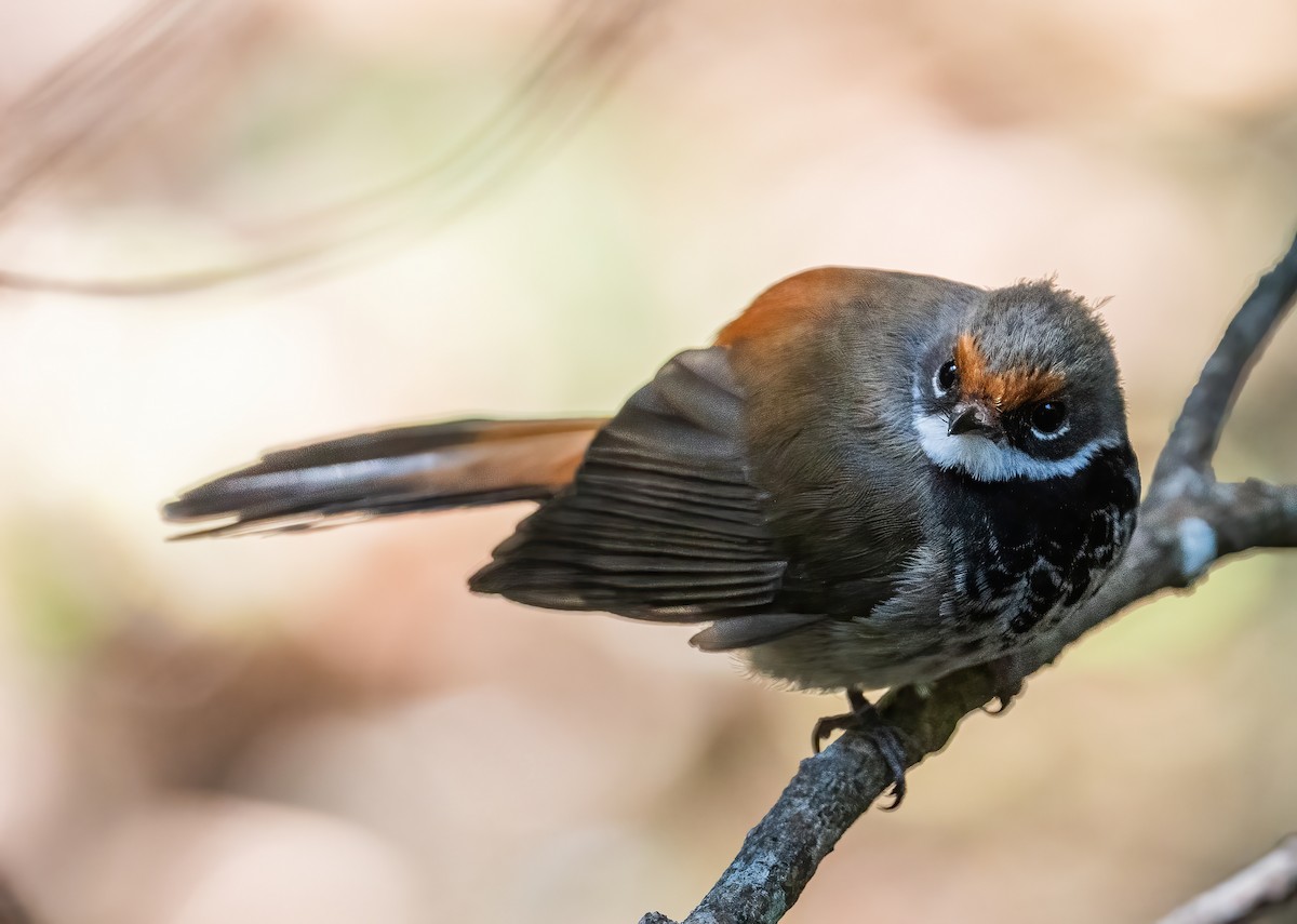 Australian Rufous Fantail - ML643736755