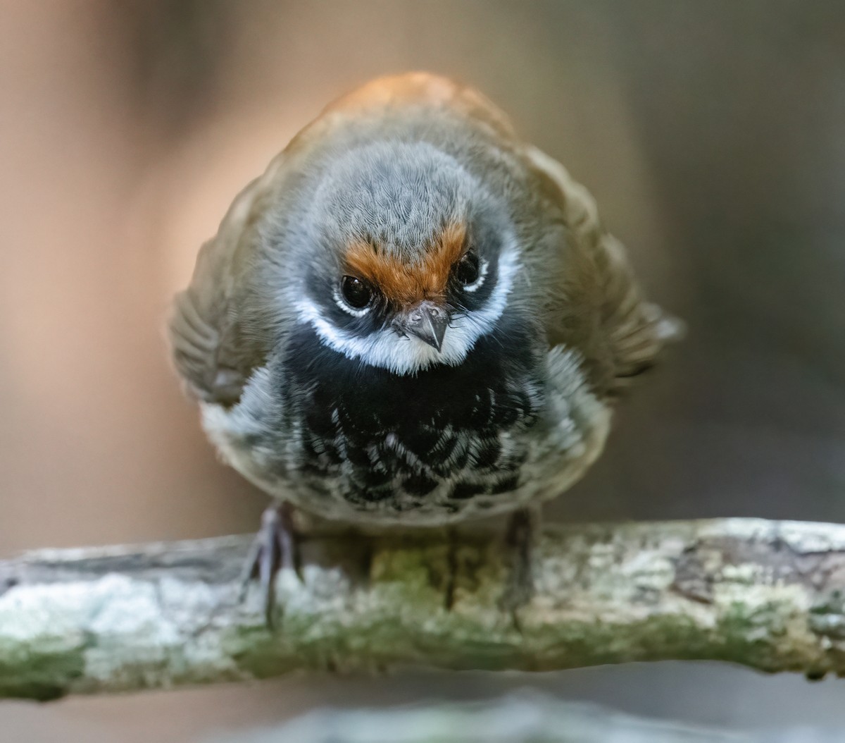 Australian Rufous Fantail - ML643736756