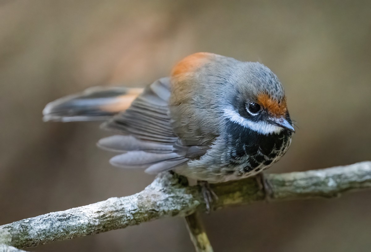 Australian Rufous Fantail - ML643736757