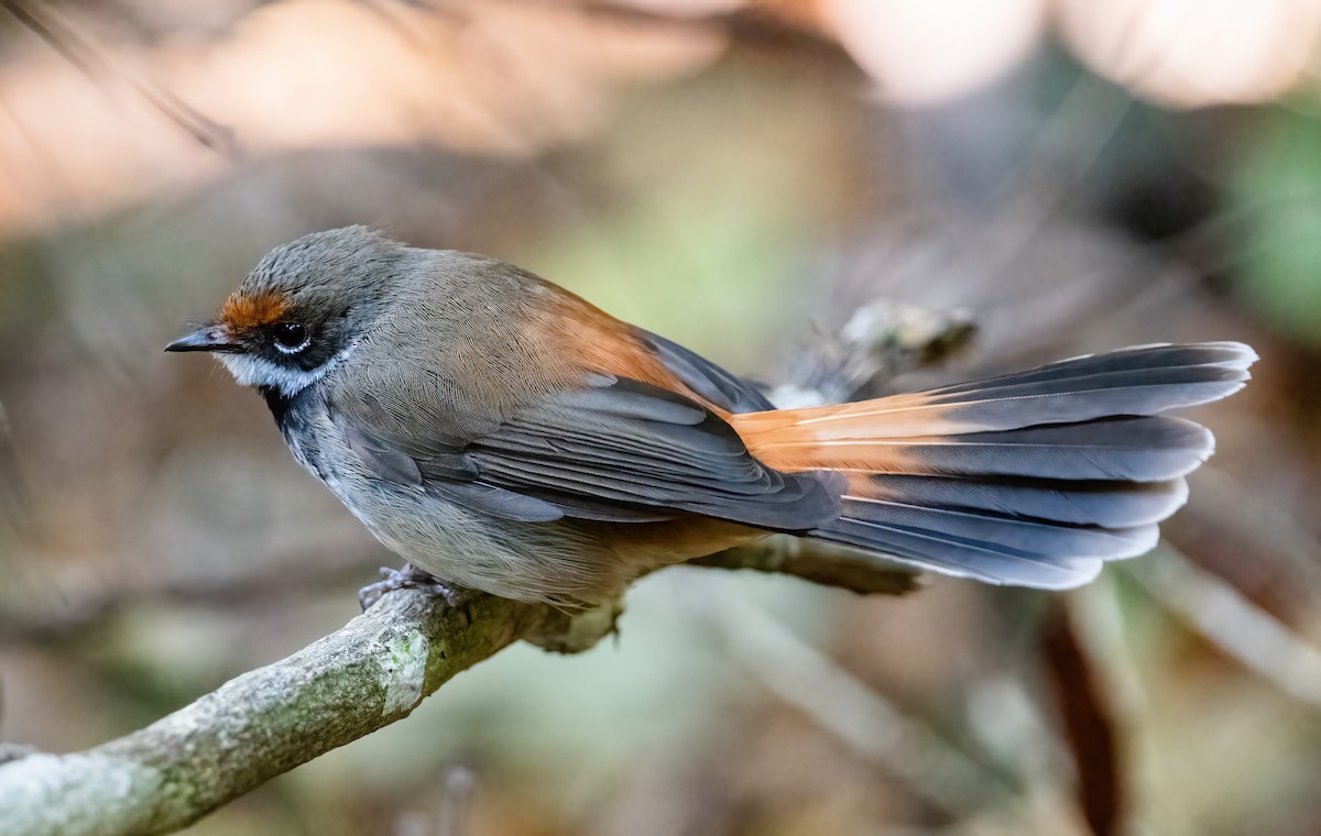 Australian Rufous Fantail - ML643736758
