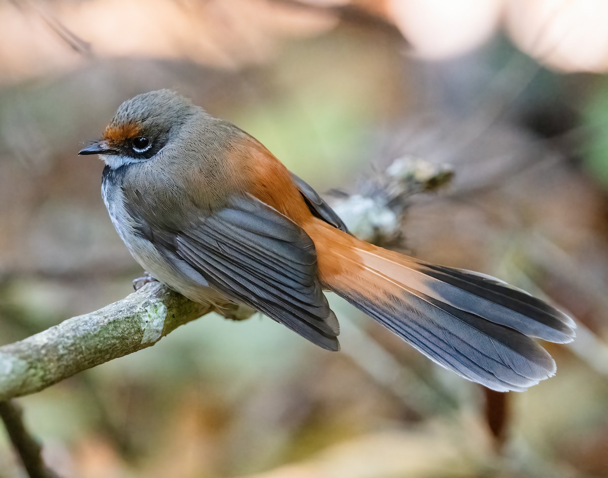 Australian Rufous Fantail - ML643736759