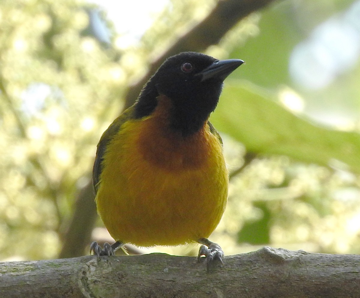 Strange Weaver - ML643736760
