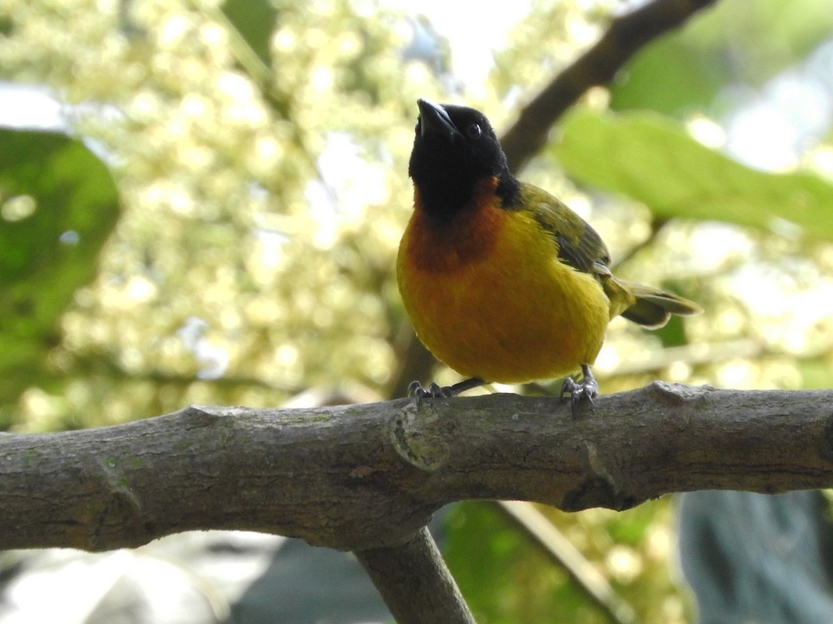 Strange Weaver - ML643736761
