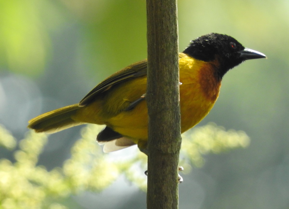 Strange Weaver - ML643736762