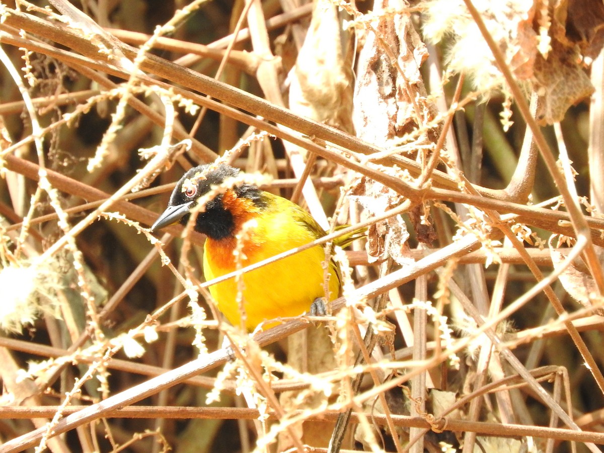 Strange Weaver - ML643736763