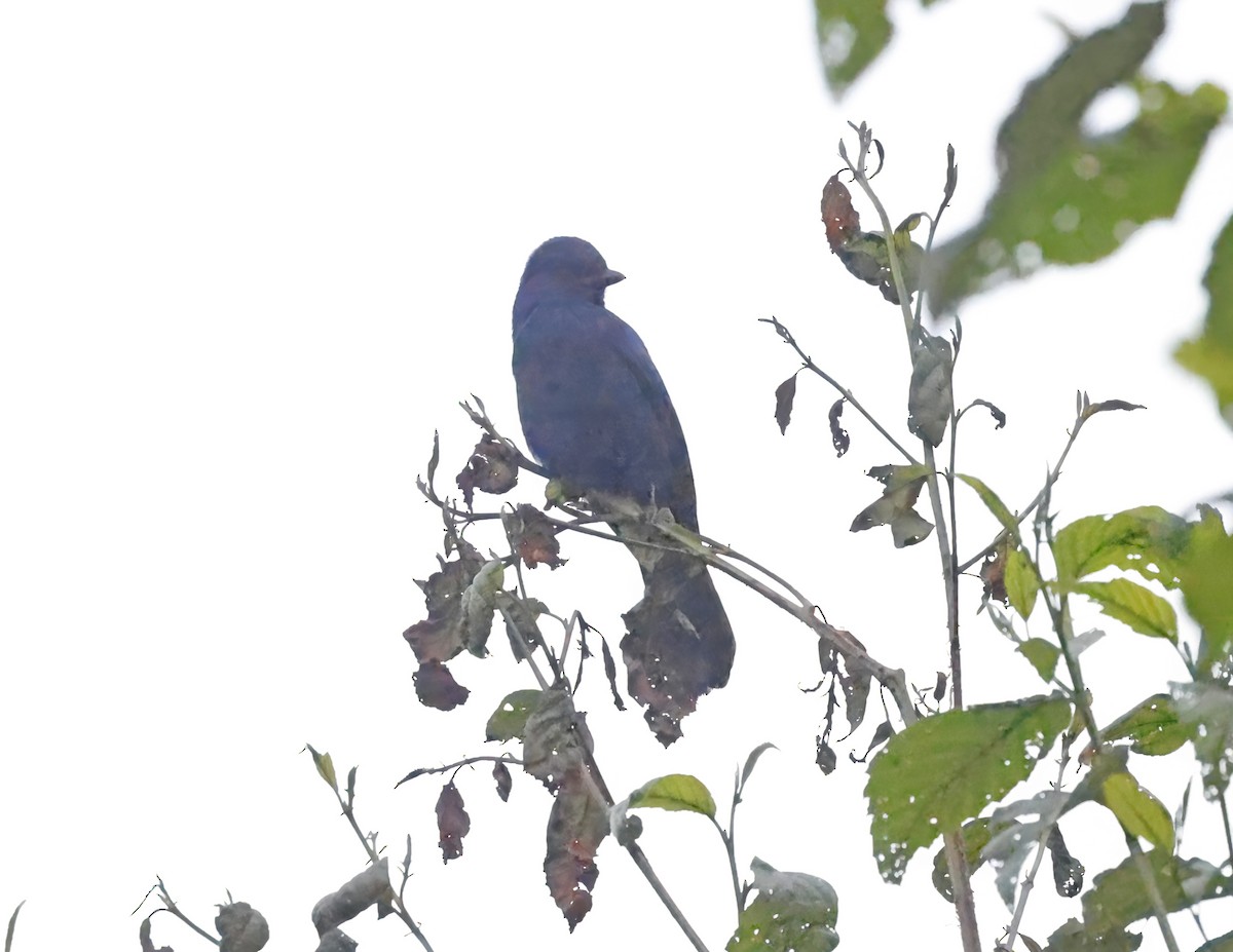 Сойка однобарвна - ML643736768