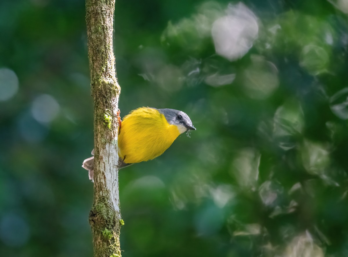 Eastern Yellow Robin - ML643736775