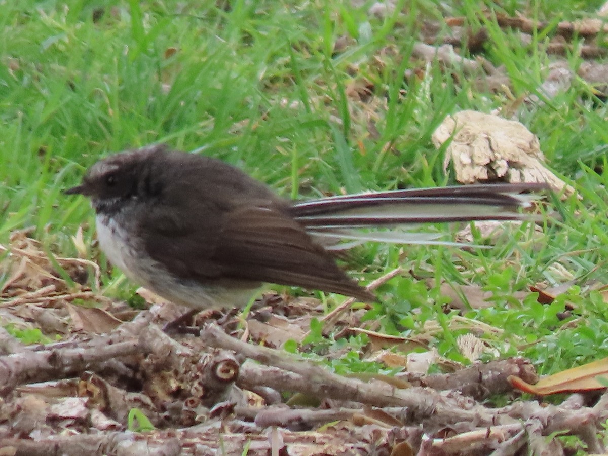 New Zealand Fantail - ML643736778