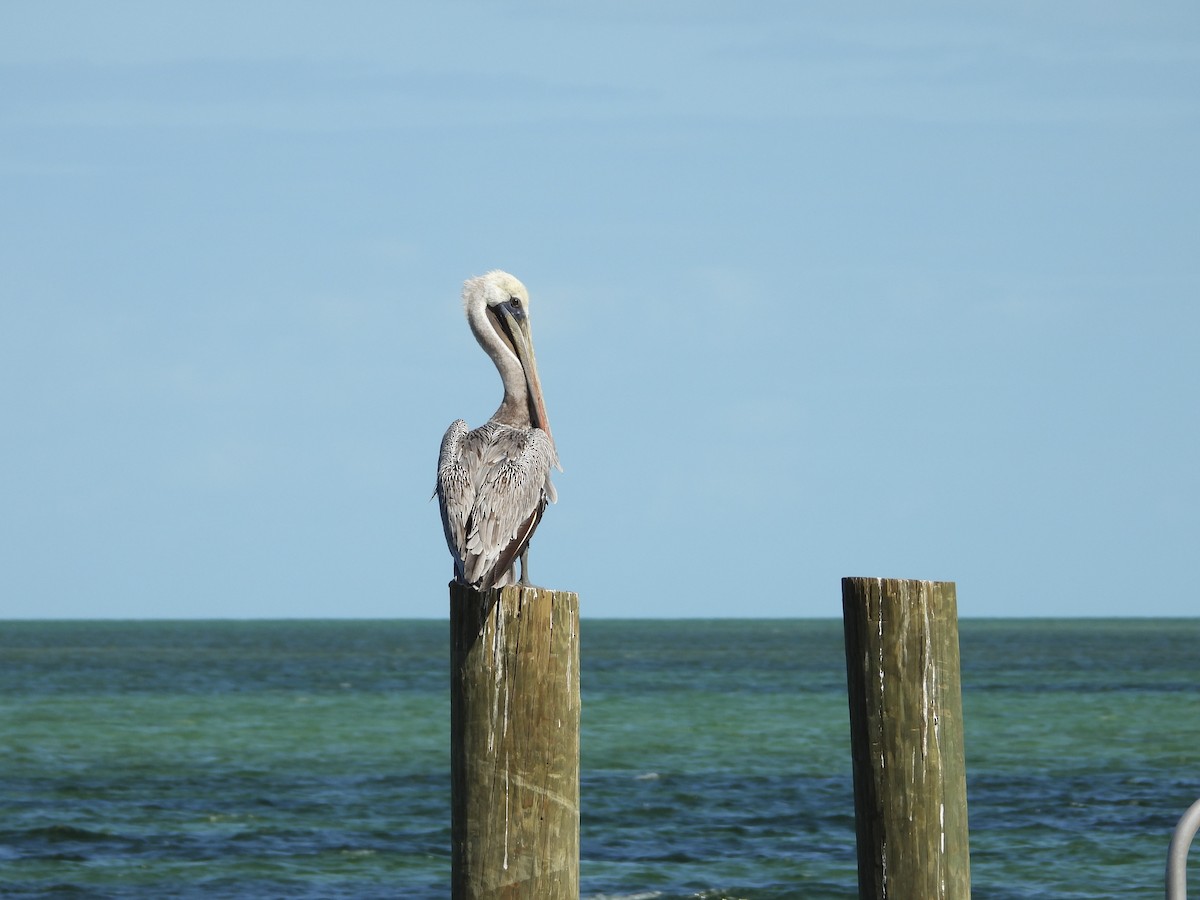Brown Pelican - ML643736779