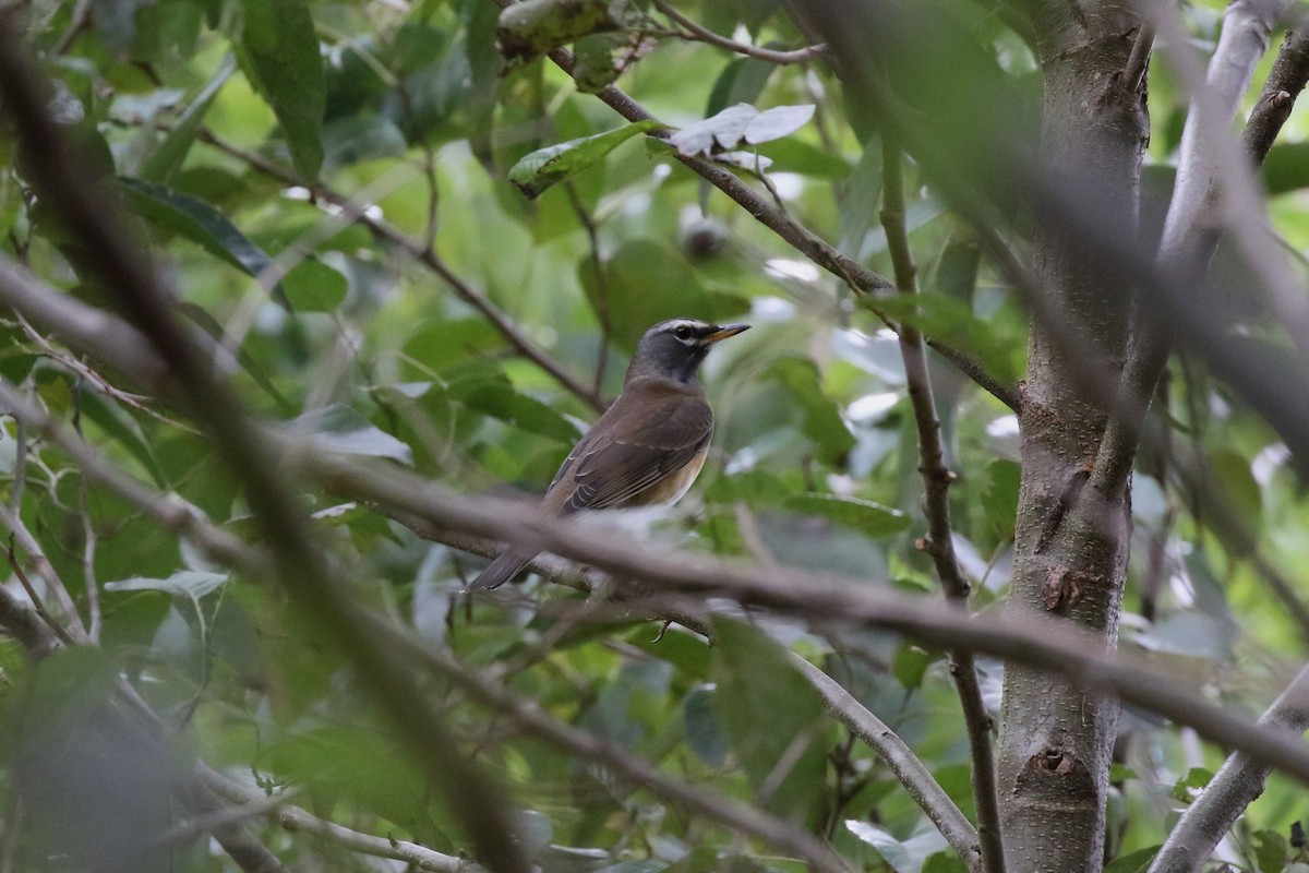 Eyebrowed Thrush - ML643736780