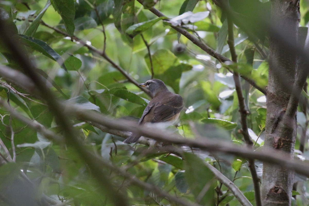 Eyebrowed Thrush - ML643736781