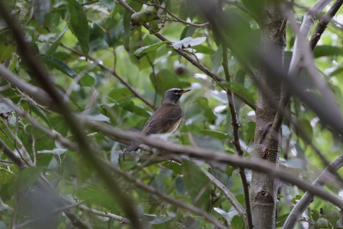 Eyebrowed Thrush - ML643736782