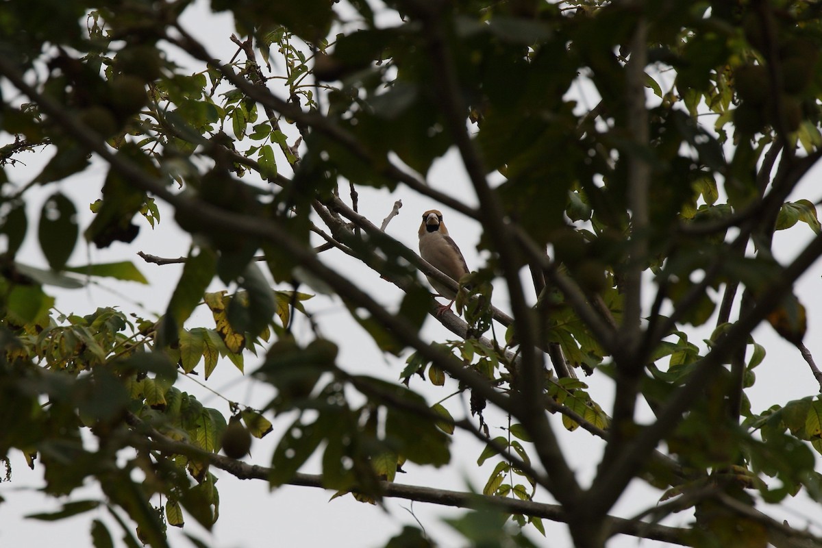 Hawfinch - ML643736789