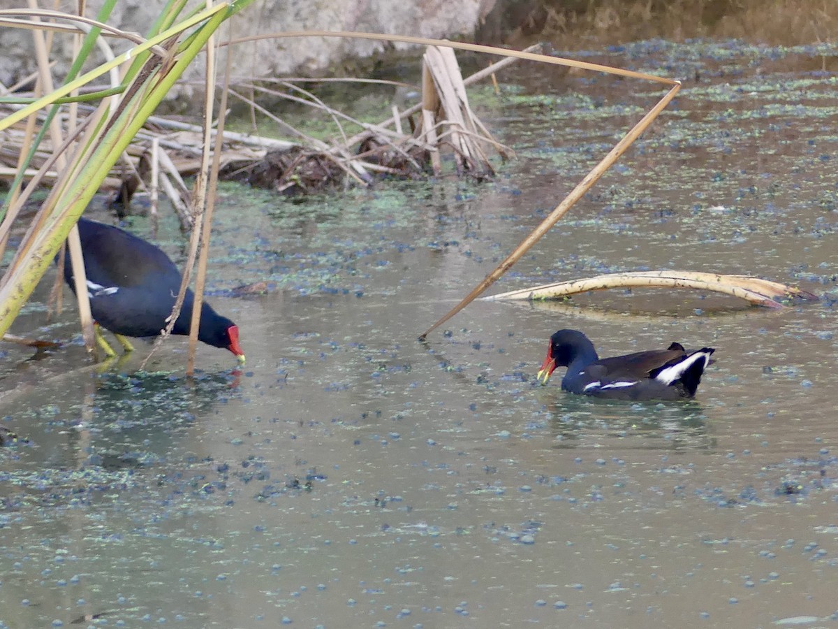 Common Gallinule - ML643736805